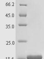 Bovine Cathelicidin-4 (CATHL4) Recombinant Protein - BioCrest Sci
