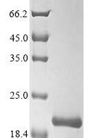 Human ATP synthase subunit delta, mitochondrial (ATP5D) Recombinant Protein, C-Myc/C-His - BioCrest Sci
