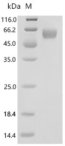 Mouse Plasmalemma vesicle-associated protein (Plvap), partial Recombinant Protein, Mammalian cell, N-terminal 10xHis-tagged, 45.9 kDa, purity >≥ 95% as determined by SDS-PAGE.