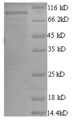 Escherichia coli ATP-dependent DNA helicase rep (rep) Recombinant Protein, Escherichia coli (strain K12), E.coli, N-terminal GST-tagged, 104.0 kDa, purity >≥ 90% as determined by SDS-PAGE.