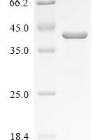 Mouse Nidogen-1 (Nid1), partial Recombinant Protein, C-His - BioCrest Sci