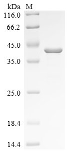 Mouse Nidogen-1 (Nid1), partial Recombinant Protein, C-His, Mus musculus (Mouse), Mammalian cell, C-terminal 6xHis-tagged, 38.0 kDa, purity >≥ 90% as determined by SDS-PAGE.