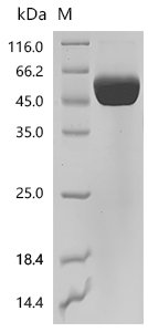 Mouse T-cell surface glycoprotein CD5 (Cd5), partial, Biotinylated Recombinant Protein, Mus musculus (Mouse), Mammalian cell, C-terminal 10xHis-Avi-tagged, 41.4 kDa, purity >≥ 95% as determined by SDS-PAGE.≥ 95% as determined by SEC-HPLC.