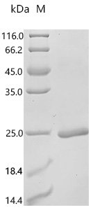 Mouse Amphiregulin (Areg), partial Recombinant Protein, C-His, Mus musculus (Mouse), E.coli, C-terminal 6xHis-tagged, 17.5 kDa, purity >≥ 95% as determined by SDS-PAGE.