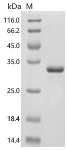 Human Tolloid-like protein 1 (TLL1), partial Recombinant Protein, Homo sapiens (Human), E.coli, C-terminal 6xHis-tagged, 30.0 kDa, purity >≥ 90% as determined by SDS-PAGE.