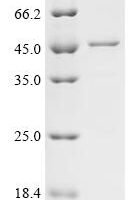 Human ATPase family AAA domain-containing protein 3C (ATAD3C) Recombinant Protein - BioCrest Sci