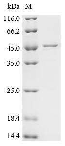 Human ATPase family AAA domain-containing protein 3C (ATAD3C) Recombinant Protein, Homo sapiens (Human), E.coli, C-terminal 6xHis-tagged, 47.5 kDa, purity >≥ 85% as determined by SDS-PAGE.