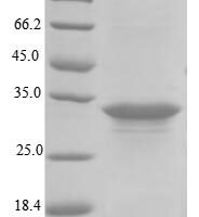 Staphylococcus aureus Alpha-hemolysin (hly) Recombinant Protein, Tag-Free, aa 27–319, strain NCTC 8325 - BioCrest Sci