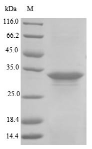 Staphylococcus aureus Alpha-hemolysin (hly) Recombinant Protein, Tag-Free, aa 27–319, strain NCTC 8325, Staphylococcus aureus (strain NCTC 8325), E.coli, Tag-Free, 33.3 kDa, purity >≥ 85% as determined by SDS-PAGE.