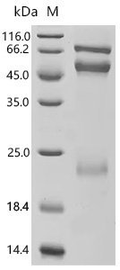Human Coagulation factor X (F10) Recombinant Protein, Mammalian cell, C-terminal 10xHis-tagged, 53.1 kDa, purity >≥ 95% as determined by SDS-PAGE.