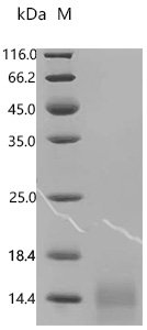 Mouse Insulin-like growth factor I (Igf1) Recombinant Protein, Mus musculus (Mouse), Yeast, C-terminal 10xHis-tagged, 9.7 kDa, purity >≥ 95% as determined by SDS-PAGE.