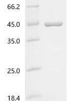 Macaca mulatta Apolipoprotein E (APOE) Recombinant Protein - BioCrest Sci