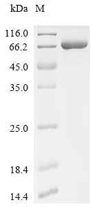 Escherichia coli Lysine--tRNA ligase (lysS) Recombinant Protein, Escherichia coli (strain K12), E.coli, C-terminal 6xHis-tagged, 64.4 kDa, purity >≥ 95% as determined by SDS-PAGE.≥ 95% as determined by SEC-HPLC.