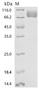 Human Fibroblast growth factor receptor 2 (FGFR2), partial Recombinant Protein, Homo sapiens (Human), Mammalian cell, C-terminal hFc1-tagged, 51.8 kDa, purity >≥ 90% as determined by SDS-PAGE.≥ 90% as determined by SEC-HPLC.