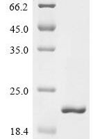 Staphylococcus aureus FPRL1 inhibitory protein (flr) Recombinant Protein - BioCrest Sci