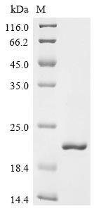 Staphylococcus aureus FPRL1 inhibitory protein (flr) Recombinant Protein, Staphylococcus aureus (strain USA300), E.coli, C-terminal 6xHis-tagged, 19.2 kDa, purity >≥ 95% as determined by SDS-PAGE.