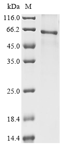 Bovine Hepatocyte growth factor (HGF), partial Recombinant Protein, Bos taurus (Bovine), E.coli, N-terminal 6xHis-tagged, 59.6 kDa, purity >≥ 85% as determined by SDS-PAGE.