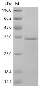 Human Transmembrane protease serine 7 (TMPRSS7), partial Recombinant Protein, Homo sapiens (Human), E.coli, C-terminal 6xHis-tagged, 33.1 kDa, purity >≥ 95% as determined by SDS-PAGE.