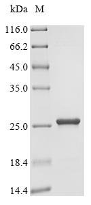 Azotobacter vinelandii Uncharacterized protein Recombinant Protein, Azotobacter vinelandii (strain DJ / ATCC BAA-1303), E.coli, C-terminal 6xHis-tagged, 21.3 kDa, purity >≥ 90% as determined by SDS-PAGE.