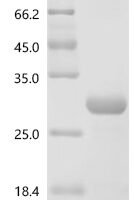 Mouse Leukemia inhibitory factor (Lif) Recombinant Protein, C-His, aa 24–203, E.coli - BioCrest Sci