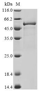 Priestia megaterium Bifunctional cytochrome P450/NADPH--P450 reductase (cyp102A1), partial Recombinant Protein, C-His, Priestia megaterium (strain ATCC 14581 / DSM 32 / CCUG 1817 / JCM 2506 / NBRC 15308 / NCIMB 9376 / NCTC 10342 / NRRL B-14308 / VKM B-512 / Ford 19) (Bacillus megaterium), Yeast, C-terminal 6xHis-tagged, 55.2 kDa, purity >≥ 90% as determined by SDS-PAGE.