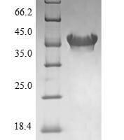 Escherichia coli 3-oxoacyl-[acyl-carrier-protein] synthase 1 (fabB) Recombinant Protein - BioCrest Sci
