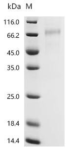 Human Growth/differentiation factor 9 (GDF9) Recombinant Protein, C-10His, Homo sapiens (Human), Mammalian cell, C-terminal 10xHis-tagged, 50.0 kDa, purity >≥ 95% as determined by SDS-PAGE.