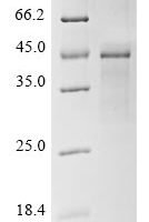 Arabidopsis thaliana Plasmodesmata-located protein 7 (PDLP7) Recombinant Protein, N-His-SUMO - BioCrest Sci