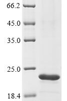 Mouse Adropin (Enho) Recombinant Protein - BioCrest Sci