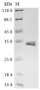 Escherichia phage lambda Antiholin (S), partial Recombinant Protein, Escherichia phage lambda (Bacteriophage lambda), E.coli, N-terminal 6xHis-GST-tagged, 35.6 kDa, purity >≥ 90% as determined by SDS-PAGE.