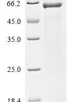 Rat Serine/threonine-protein kinase Chk1 (Chek1) Recombinant Protein, N-10His/C-Myc - BioCrest Sci