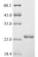 Human Vascular endothelial growth factor A (VEGFA) Recombinant Protein, N-His, aa 27–232, Yeast - BioCrest Sci