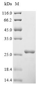 Human Vascular endothelial growth factor A (VEGFA) Recombinant Protein, N-His, aa 27–232, Yeast, Homo sapiens (Human), Yeast, N-terminal 6xHis-tagged, 25.9 kDa, purity >≥ 90% as determined by SDS-PAGE.