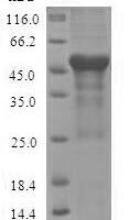 Dog Annexin A13 (ANXA13) Recombinant Protein, N-His-Myc - BioCrest Sci