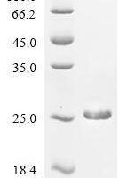 Drosophila melanogaster Histone H2A.v (His2Av) Recombinant Protein - BioCrest Sci
