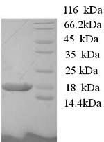 Human BolA-like protein 1 (BOLA1) Recombinant Protein, Homo sapiens (Human), Yeast, N-terminal 6xHis-tagged, 16.3 kDa, purity >≥ 90% as determined by SDS-PAGE.