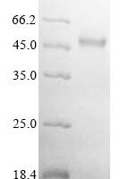 Salmonella enterica I Flagellin (fljB) Recombinant Protein, Tag-Free - BioCrest Sci