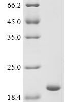Ehrlichia chaffeensis Co-chaperonin GroES (groES) Recombinant Protein - BioCrest Sci