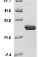 Oryza sativa subsp. japonica Os12g0232300 protein Recombinant Protein - BioCrest Sci