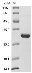 Oryza sativa subsp. japonica Os12g0232300 protein Recombinant Protein, Oryza sativa subsp. japonica (Rice), E.coli, C-terminal 6xHis-tagged, 26.3 kDa, purity >≥ 95% as determined by SDS-PAGE.