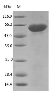 Mouse Disintegrin and metalloproteinase domain-containing protein 12 (Adam12), partial Recombinant Protein, N-10His/C-Myc, aa 206–706, E.coli, Mus musculus (Mouse), E.coli, N-terminal 10xHis-tagged and C-terminal Myc-tagged, 61.4 kDa, purity >≥ 85% as determined by SDS-PAGE.