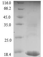 Dog Lutropin subunit beta (LHB) Recombinant Protein - BioCrest Sci