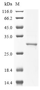 Human Ras-related protein Rab-10 (RAB10) Recombinant Protein, Homo sapiens (Human), Baculovirus, N-terminal 10xHis-tagged and C-terminal Myc-tagged, 26.6 kDa, purity >≥ 85% as determined by SDS-PAGE.
