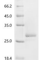 Mouse Gamma-interferon-inducible lysosomal thiol reductase (Ifi30) Recombinant Protein, C-His, aa 55–230, Yeast - BioCrest Sci