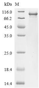 Saccharomyces cerevisiae Lipid-anchored plasma membrane protein CPP1 (CPP1) Recombinant Protein, C-10His-HSA, Saccharomyces cerevisiae (strain ATCC 204508 / S288c) (Baker's yeast), Mammalian cell, C-terminal 10xHis-HSA-tagged, 82.6 kDa, purity >≥ 95% as determined by SDS-PAGE.
