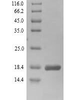 SerRatia marcescens DNA-binding protein H-NS (hns) Recombinant Protein - BioCrest Sci