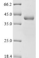 Drosophila melanogaster Sterile alpha and TIR motif-containing protein 1 (Ect4) (A386L,H392R,T433V,T434A,L595S,A596D,H599Q), partial Recombinant Protein - BioCrest Sci