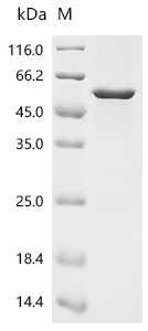 Mouse Sprouty-related, EVH1 domain-containing protein 1 (Spred1) Recombinant Protein, Mus musculus (Mouse), E.coli, N-terminal 10xHis-tagged and C-terminal Myc-tagged, 55.6 kDa, purity >≥ 85% as determined by SDS-PAGE.