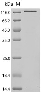 Human Amyloid-beta A4 precursor protein-binding family A member 2 (APBA2) Recombinant Protein, C-His, Homo sapiens (Human), E.coli, C-terminal 6xHis-tagged, 89.4 kDa, purity >≥ 85% as determined by SDS-PAGE.