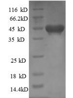 Rat Kinesin-like protein KIF1C (Kif1c) Recombinant Protein - BioCrest Sci